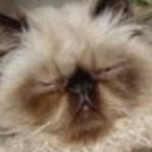 Meet your Posher, Bonnie